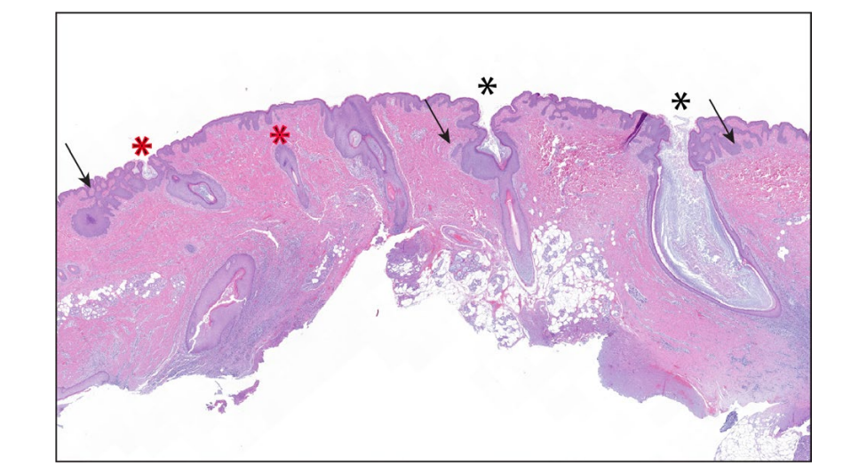dustan 2020 figure 1