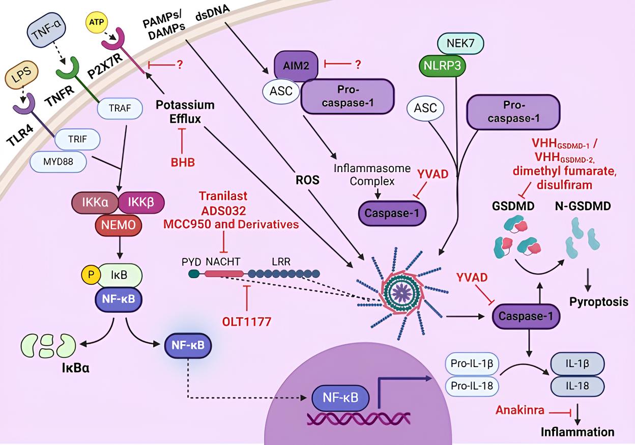 fig 2(1)